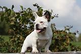 BOULEDOGUE FRANCAIS 668